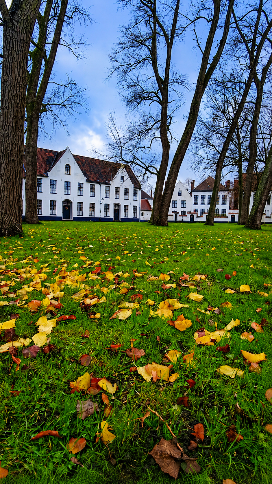 White Beguinage houses beyond a lawn scattered with autumn leaves and tall trees.