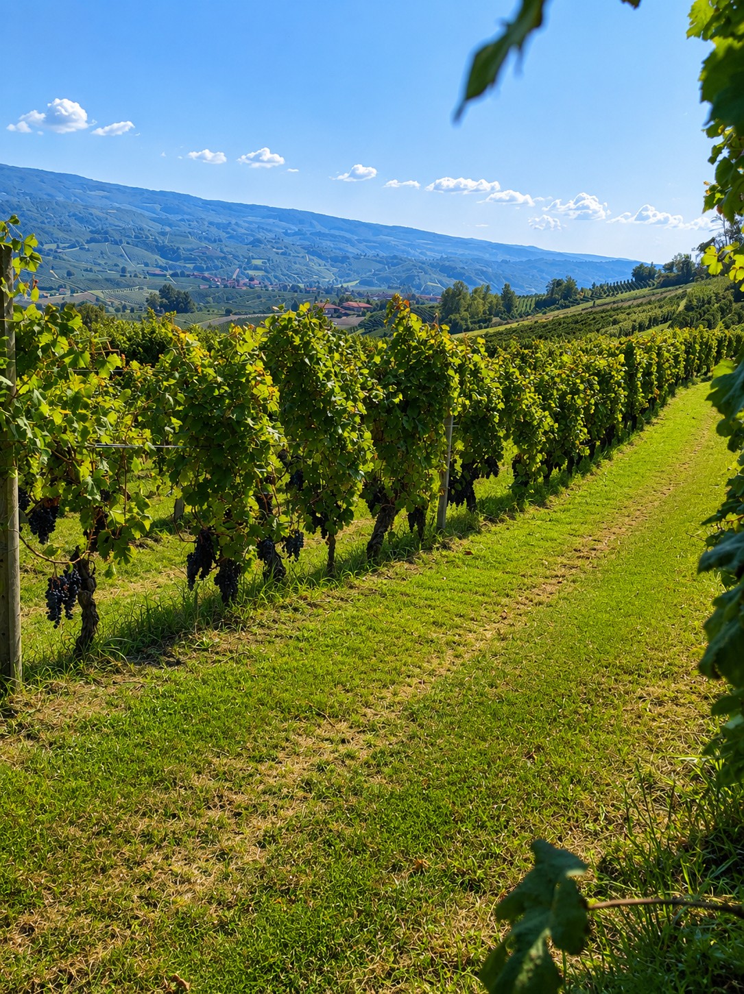 A grassy path between rows of vines, with green hills under a blue sky.