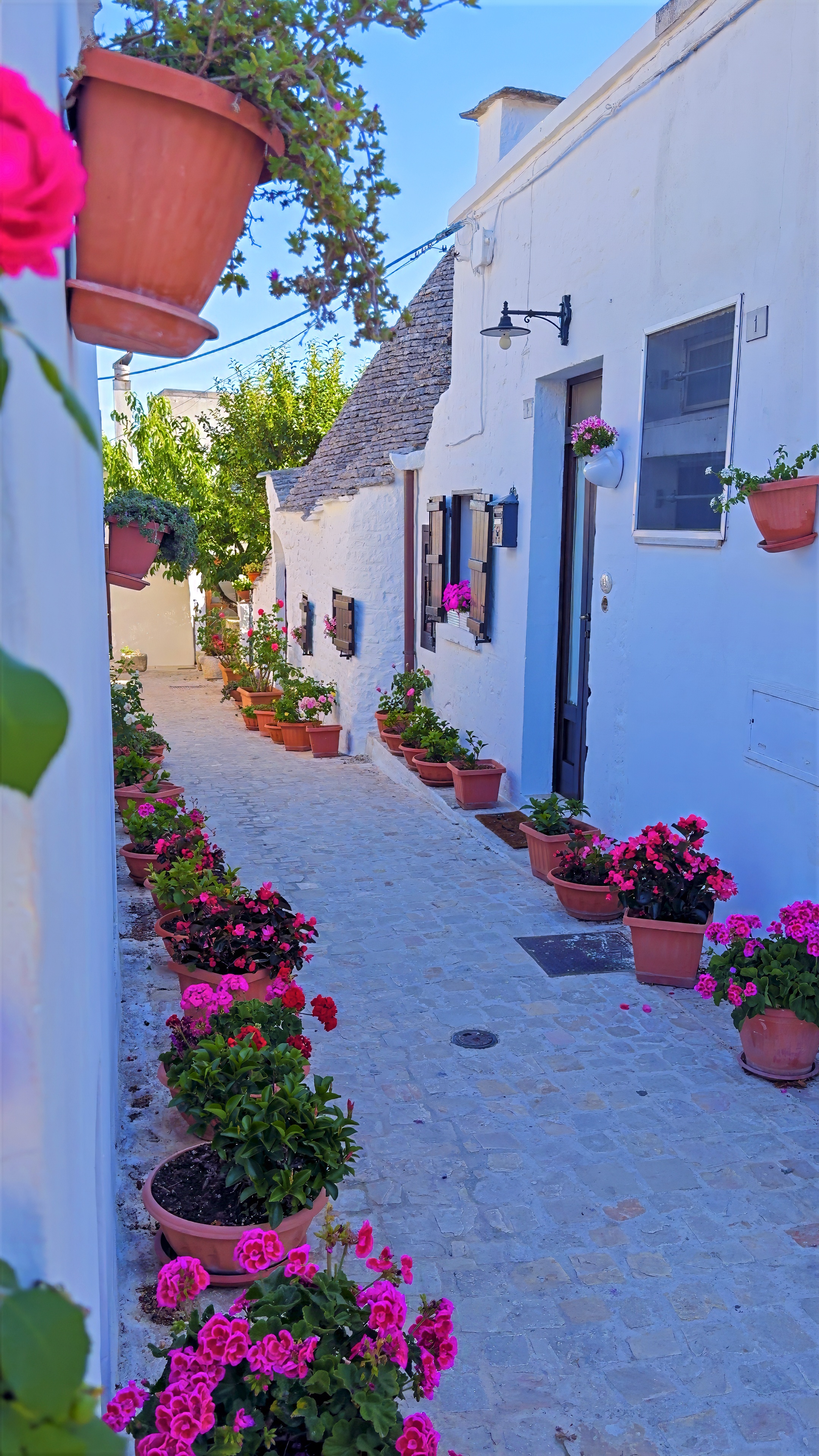 A narrow whitewashed lane lined with pots of pink and red geraniums, a trullo roof beyond.